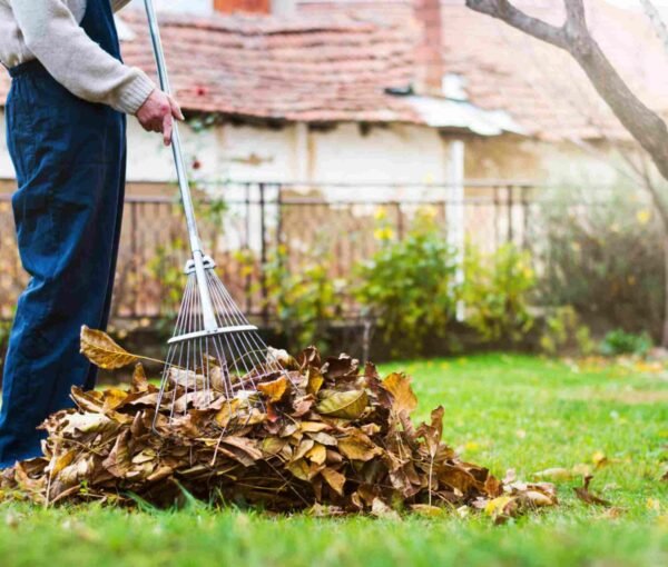 Man collecting fallen autumn leaves in the home yard